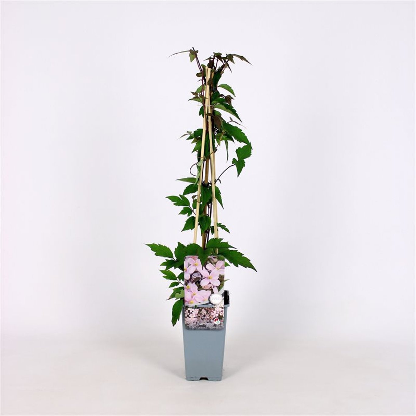 Clematis mont. rubens - C2 70/+ CM